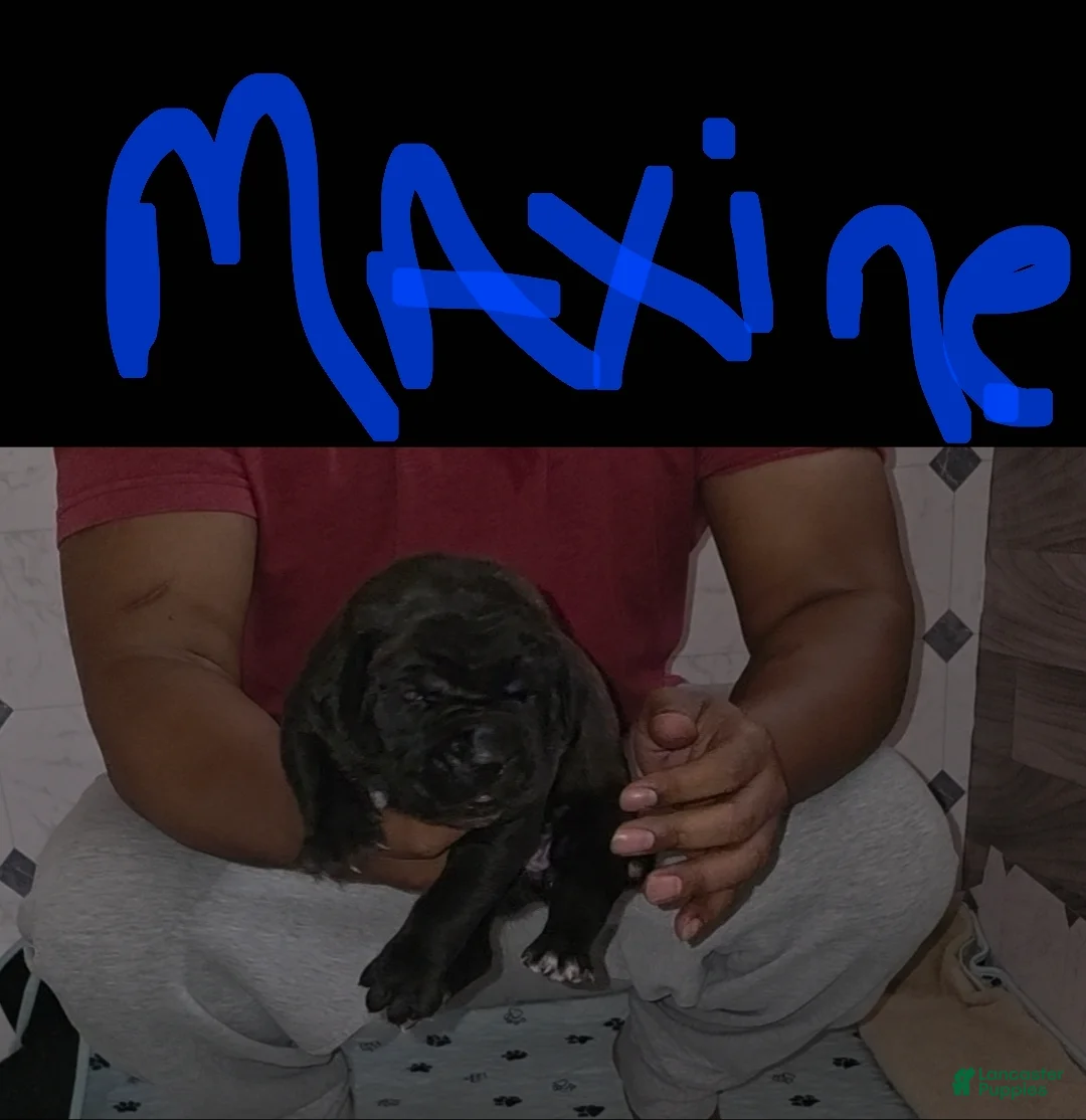 Cane Corso dogs for sale: Cane Corso Puppy 1 - Ad 1