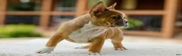 French Bulldog dogs for sale: Opal – Fawn/White - Ad 13
