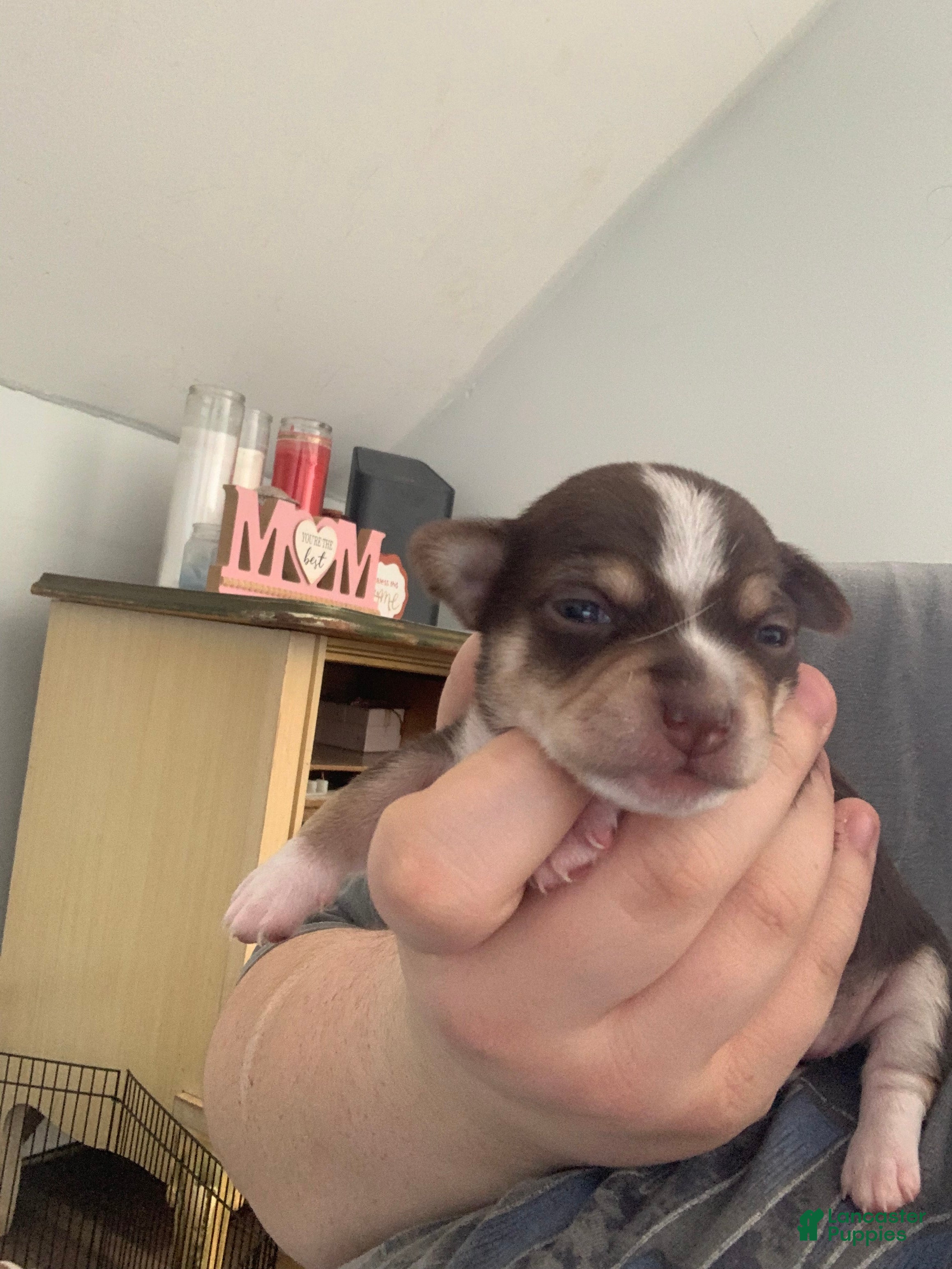 Chihuahua dogs Chestnut  - Ad 36