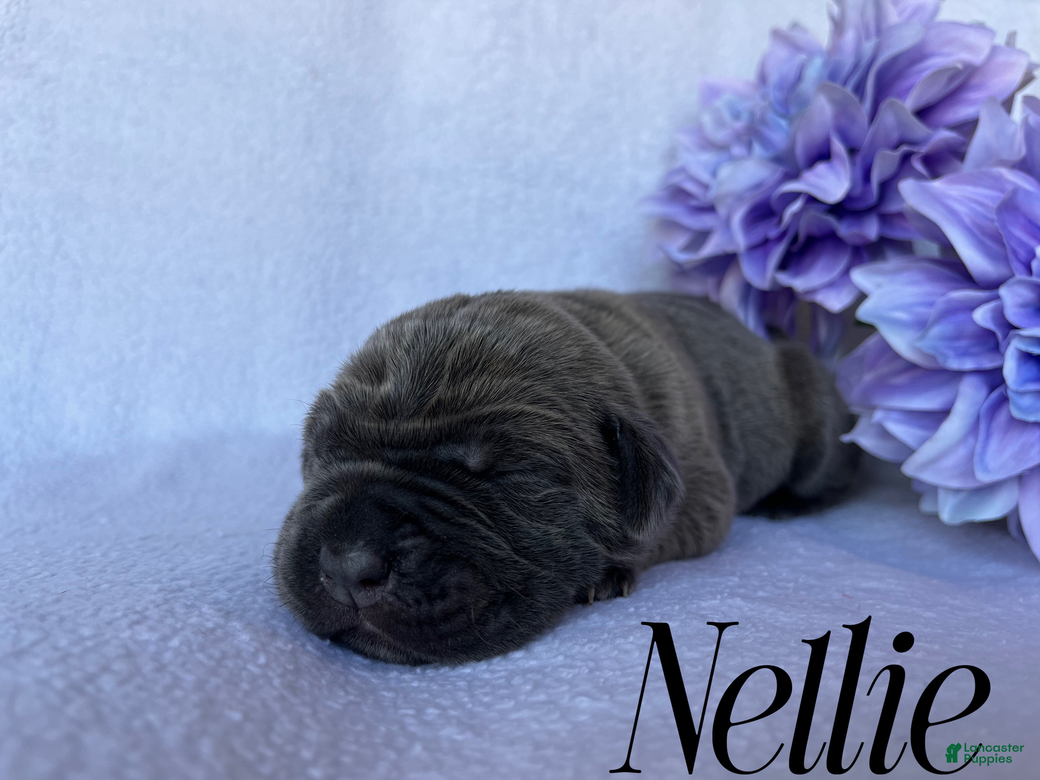Cane Corso dogs Nellie - Ad 11