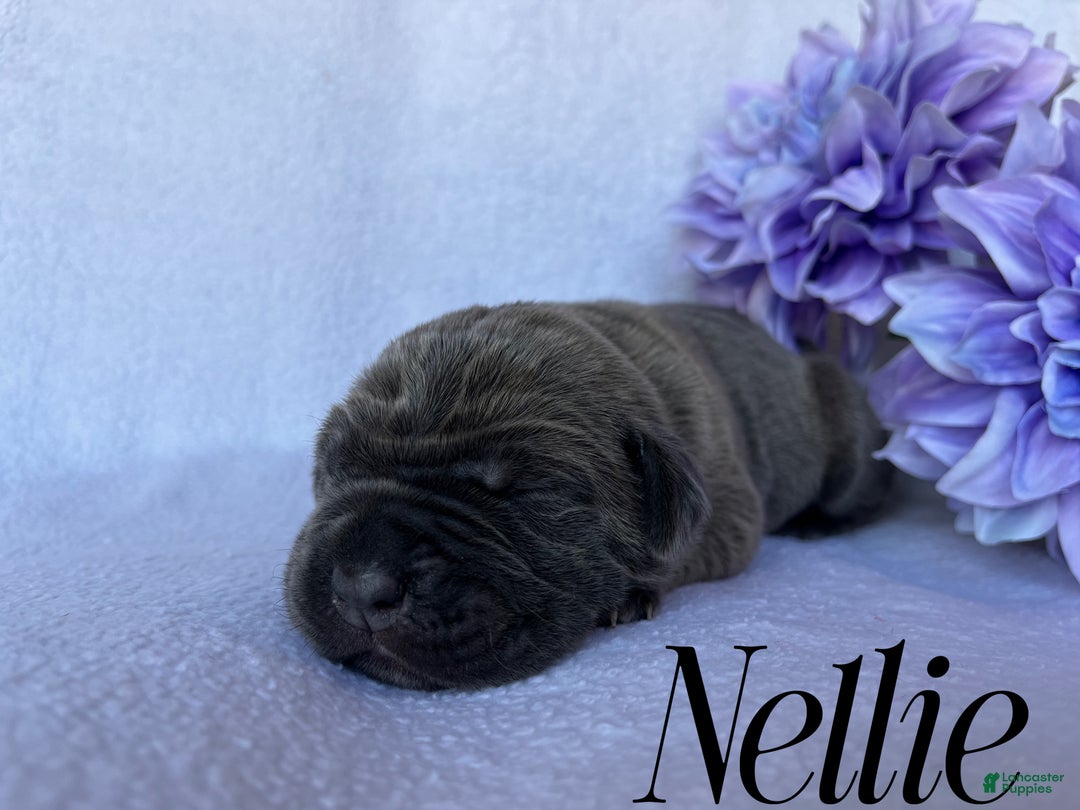 Cane Corso dogs for sale: Nellie - Ad 1