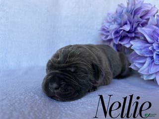 Cane Corso dogs Nellie - Ad 10