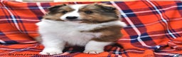 Shetland Sheepdog dogs for sale: Candy Cane - Ad 5