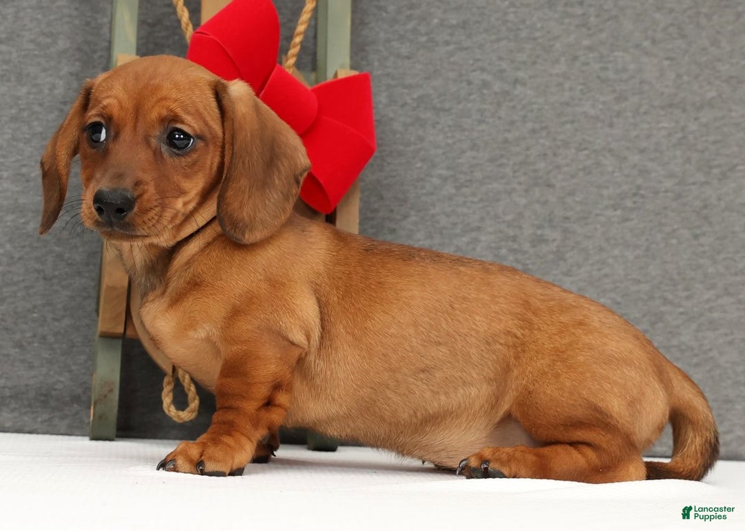 Miniature Dachshund dogs for sale: Gigi - Ad 4