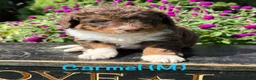 Bernedoodle dogs for sale: Caramel - Ad 1