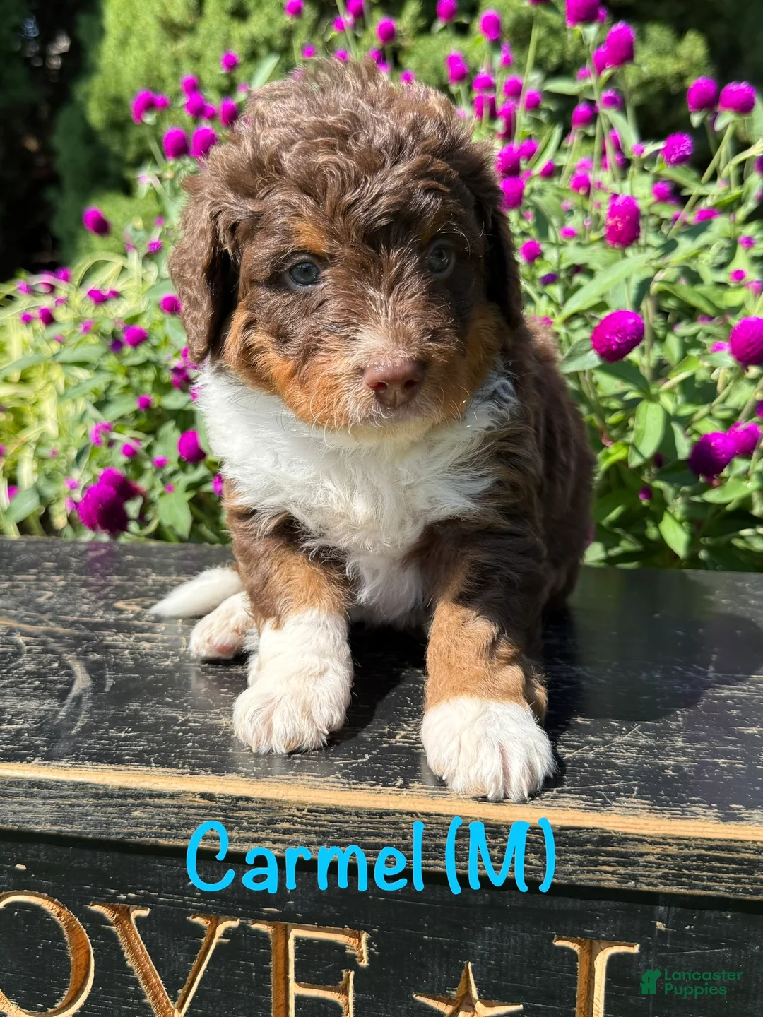 Bernedoodle dogs for sale: Caramel - Ad 1