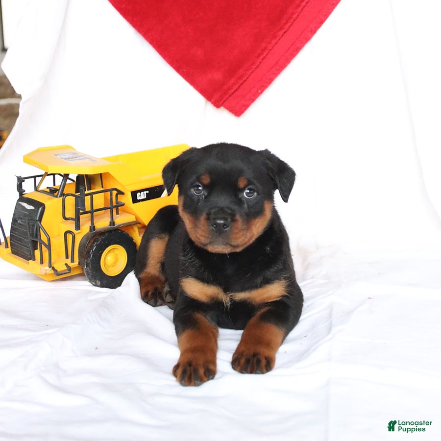 Rottweiler dogs Atlas - Ad 1