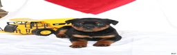 Rottweiler dogs for sale: Atlas - Ad 1
