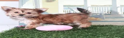 Mixed Breed dogs for sale: Duchess-Regal Little Female Havayork Puppy - Ad 1