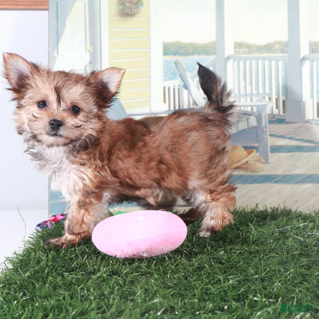 Mixed Breed dogs for sale: Duchess-Regal Little Female Havayork Puppy - Ad 1
