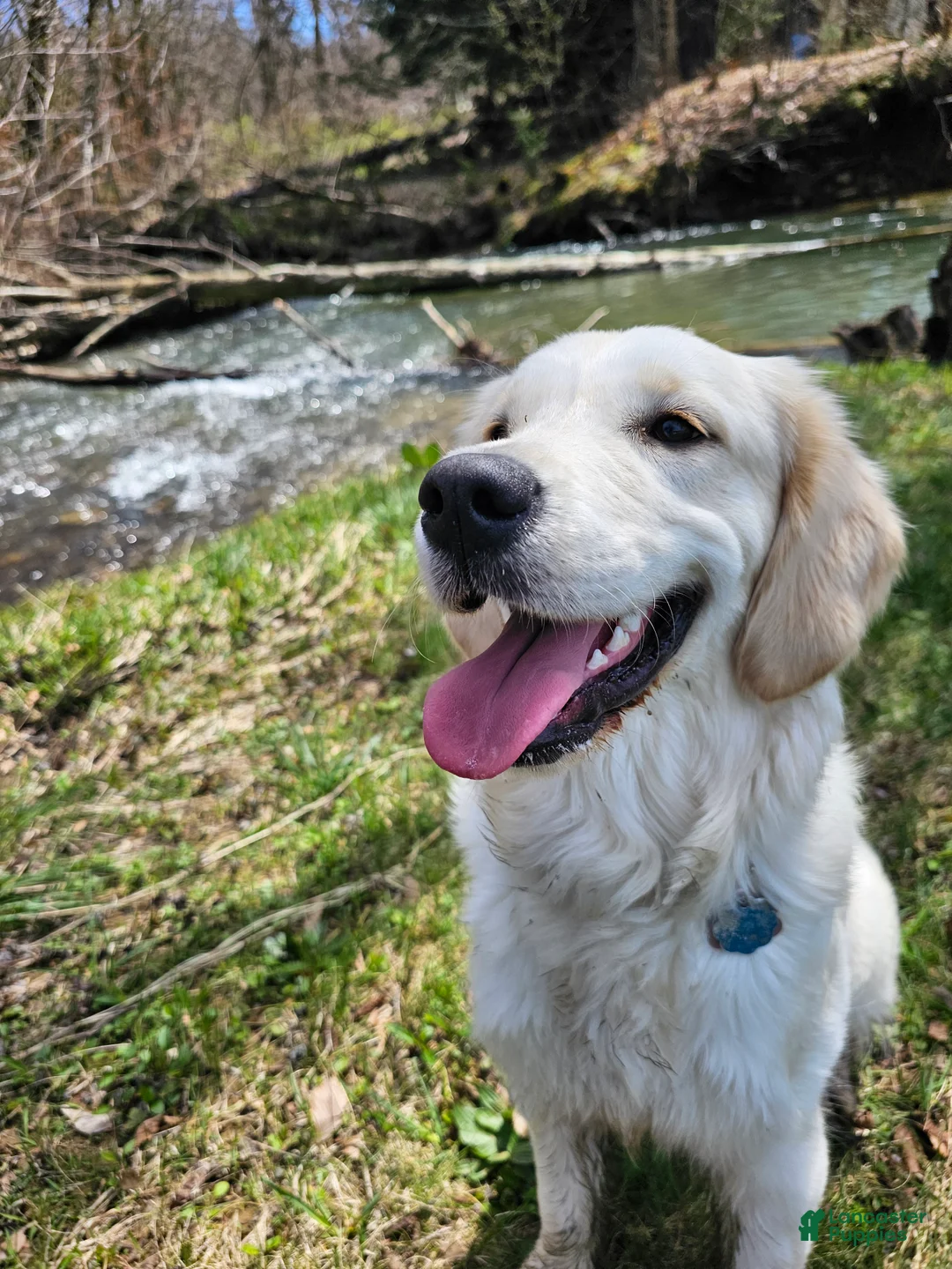 Goldendoodle dogs for sale: 🐾 Sly – Resilient, Playful & Full of Life 🐾 - Ad 2