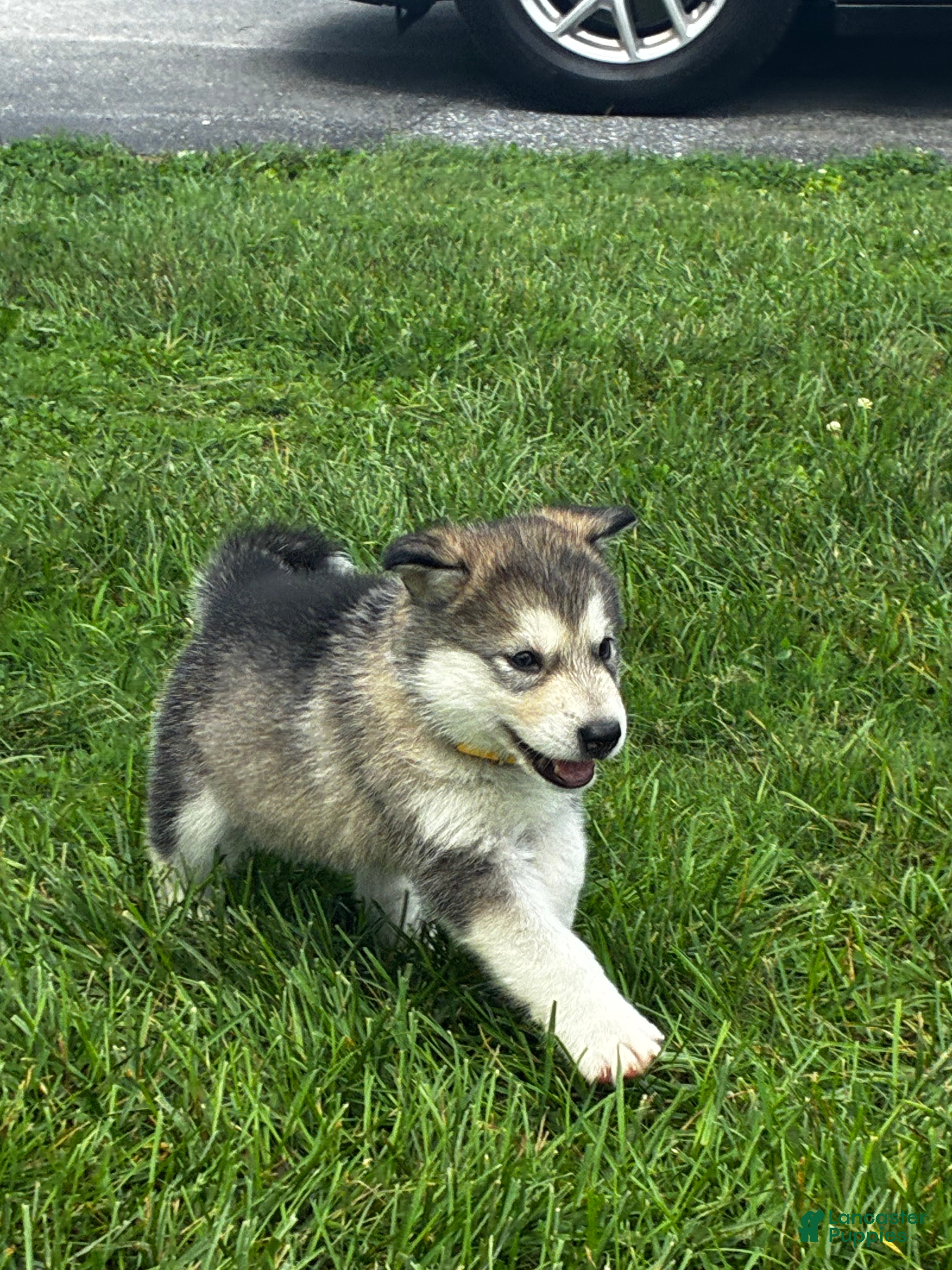 Alaskan Malamute dogs Olive 🫒  - Ad 1