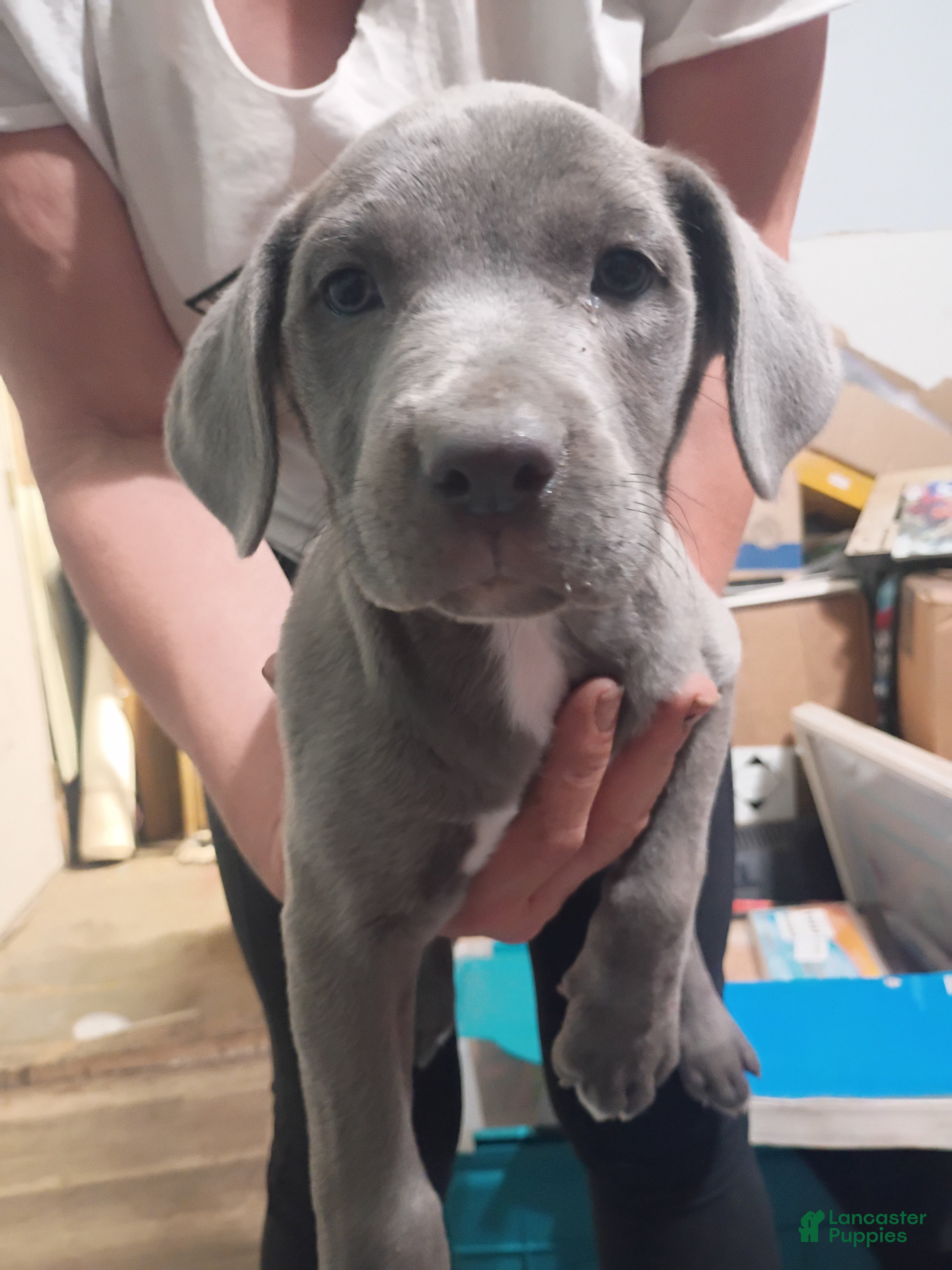 Mixed Breed dogs Cane Corso 1 - Ad 22