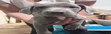Cane Corso 1