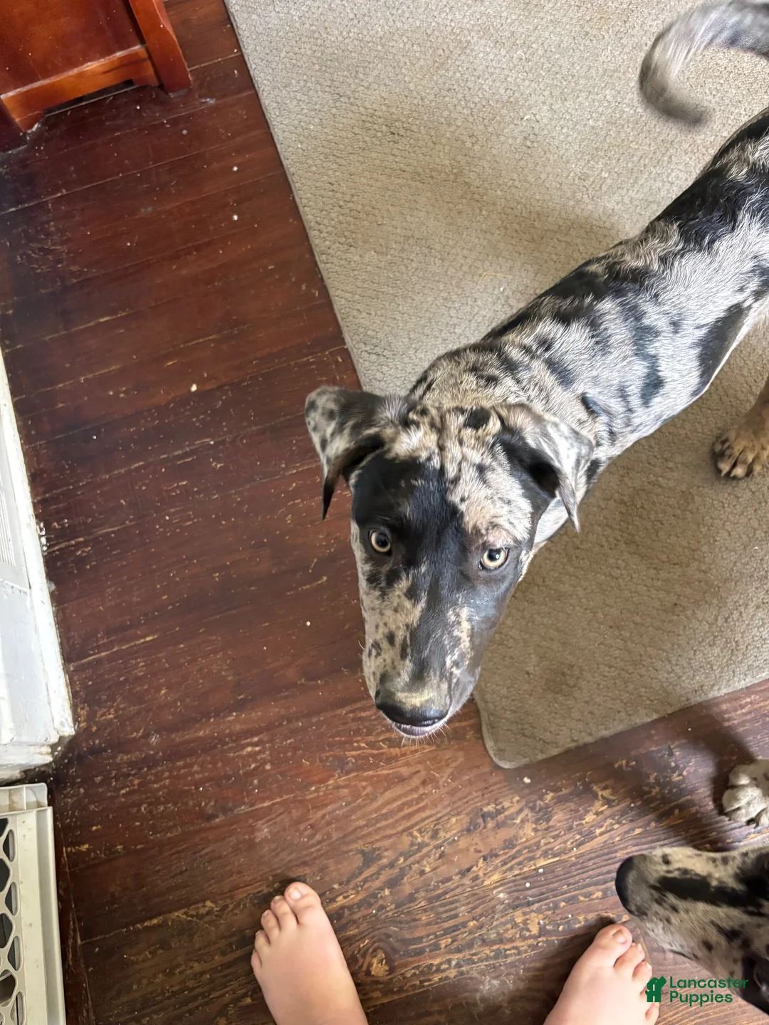 Mixed Breed dogs for sale: Mixed Breed 1 - Ad 3