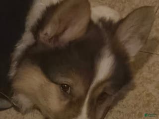 Welsh Corgi Pembroke dogs Welsh Corgi Pembroke Puppy 3 - Ad 41