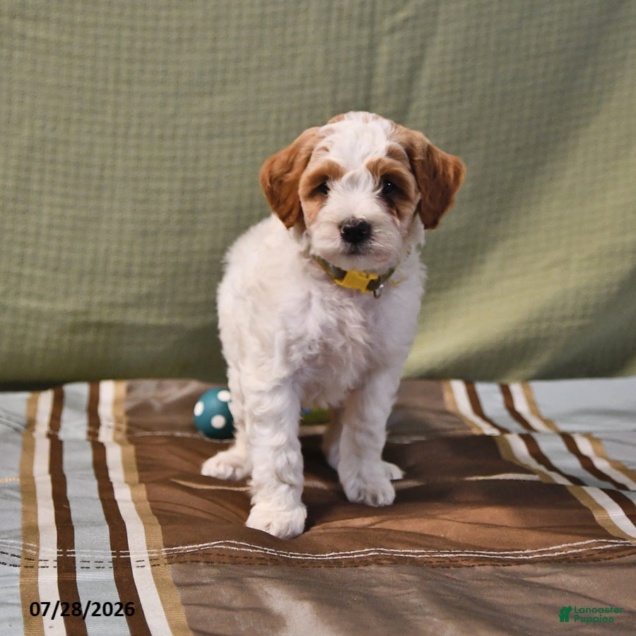 Goldendoodle dogs Lass   - Ad 1
