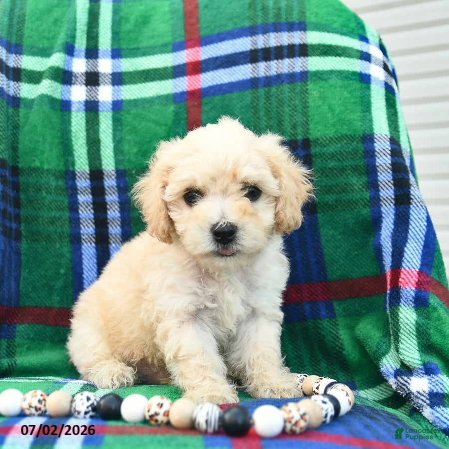Bichpoo dogs Harry  - Ad 2