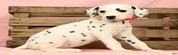 Dalmatian dogs for sale: Tulip - Ad 9