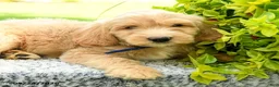 Mini Goldendoodle dogs for sale: Hudson - Ad 5