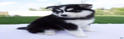 Pomsky dogs for sale: Sophie - Ad 4