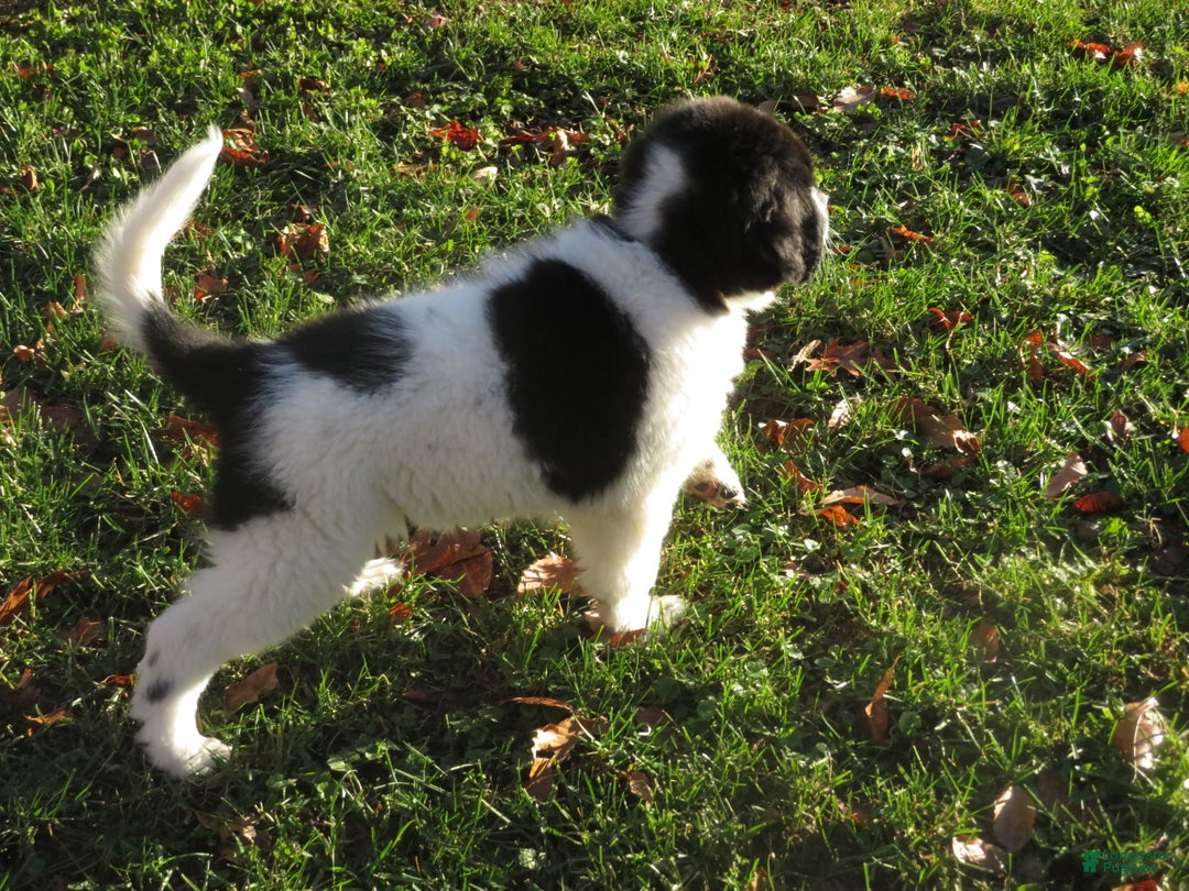 Newfoundland dogs for sale: Marcie - Ad 11