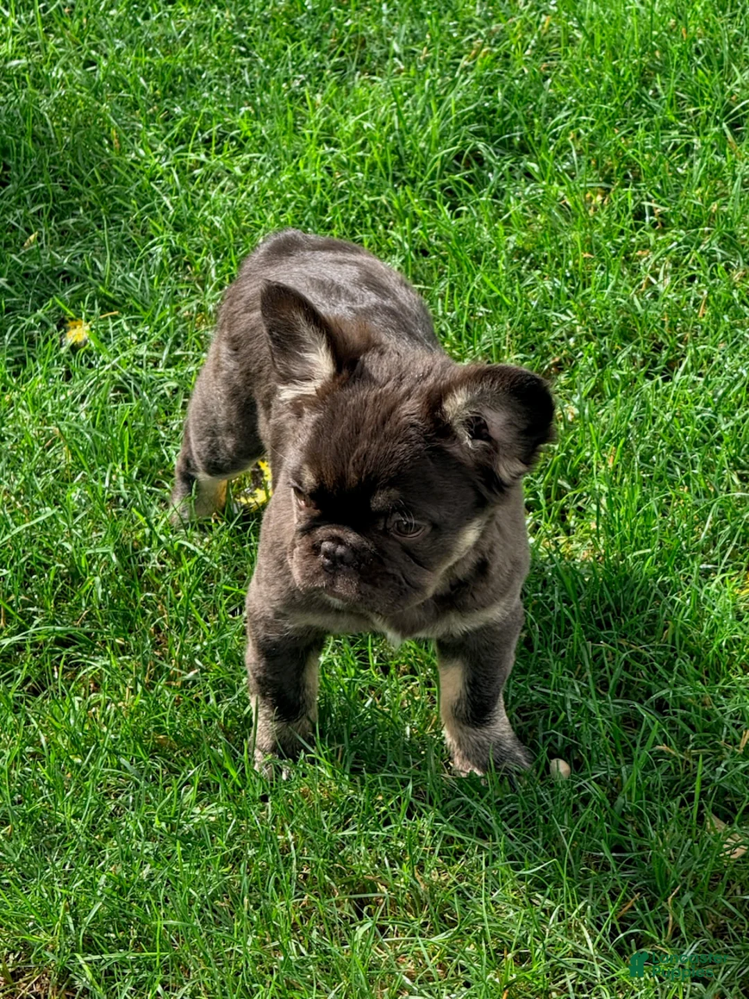 French Bulldog dogs for sale: Heidi - Ad 2