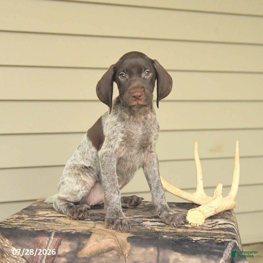 German Shorthaired Pointer dogs Diamond - Ad 1