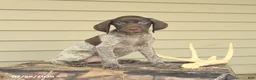 German Shorthaired Pointer dogs for sale: Diamond - Ad 1