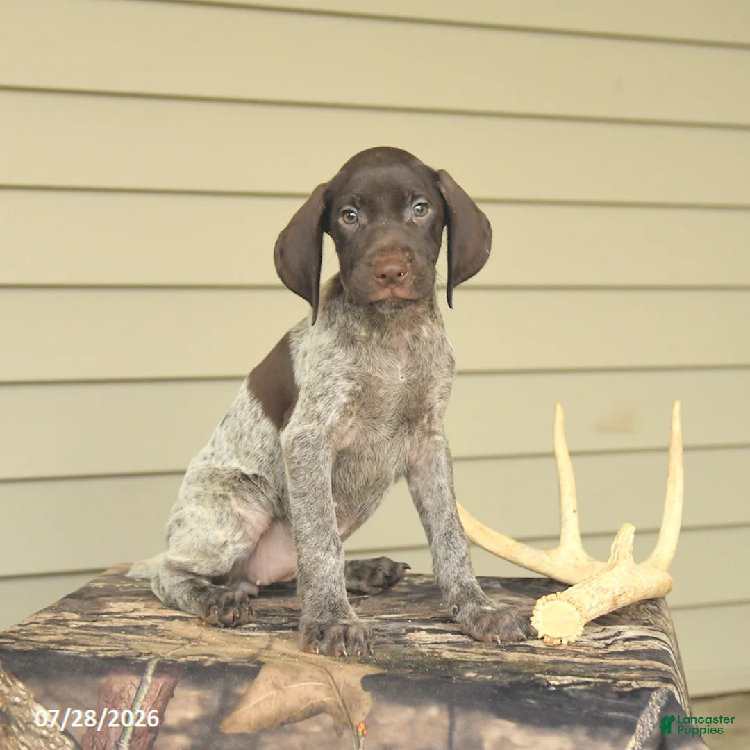 German Shorthaired Pointer dogs for sale: Diamond - Ad 1