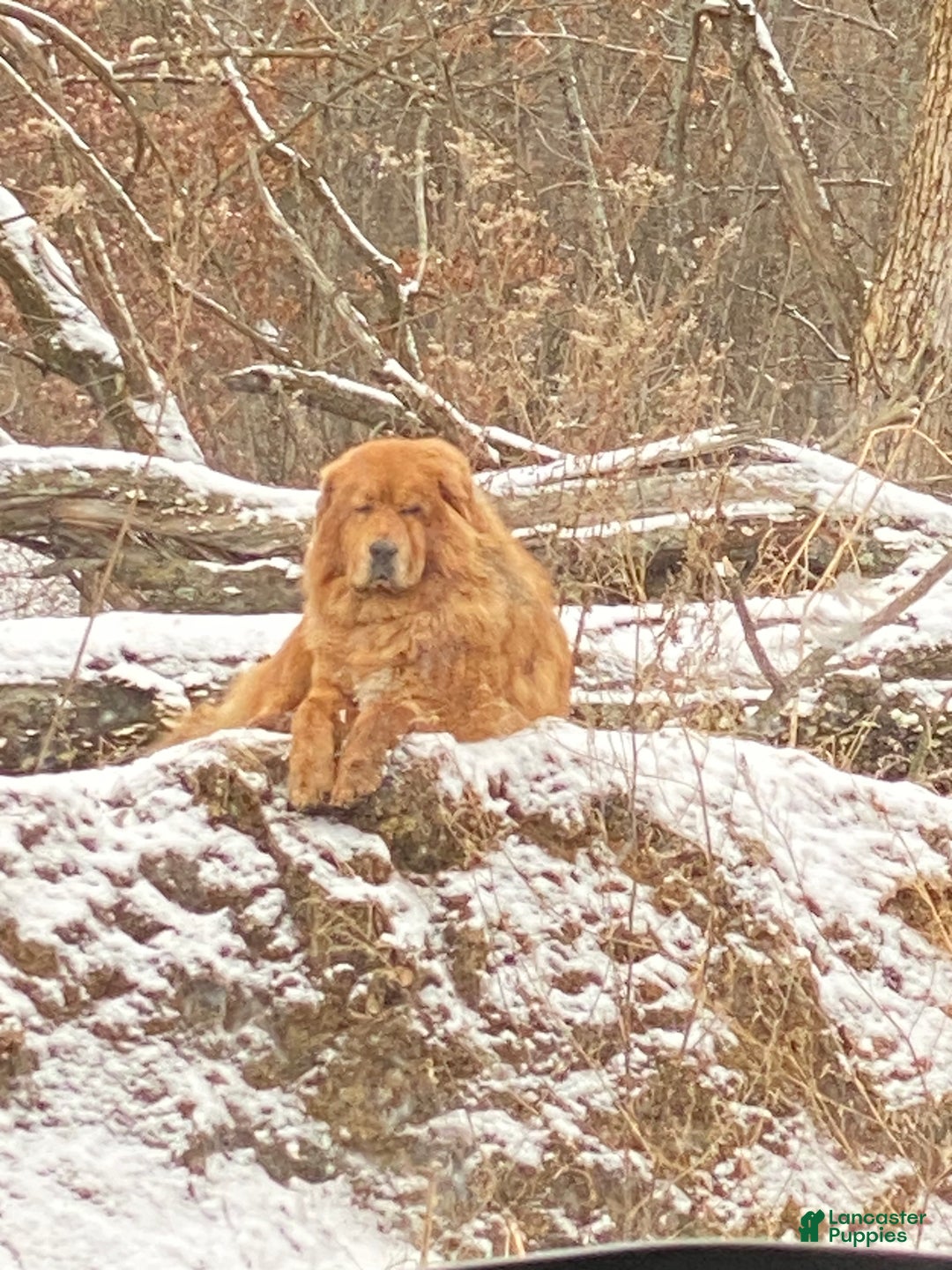 Mixed Breed dogs for sale: Tibetan Mastiff/Bernese Mountain Dog Male 2 - Ad 18