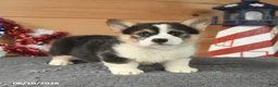 Welsh Corgi Pembroke dogs for sale: Thomas Jefferson - Ad 4