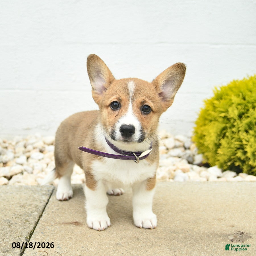 Welsh Corgi Pembroke dogs Buttercup  - Ad 1