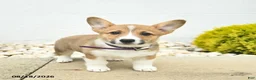 Welsh Corgi Pembroke dogs for sale: Buttercup  - Ad 1