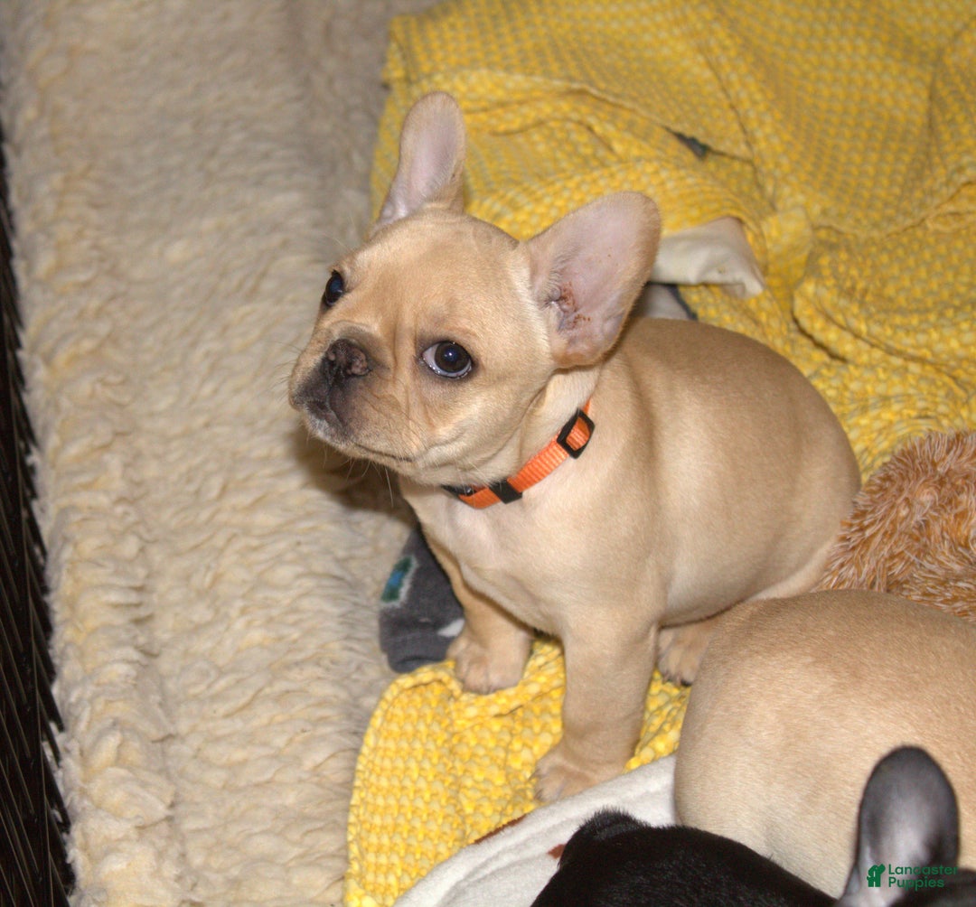 French Bulldog dogs for sale: French Bulldog Brindle - Ad 1