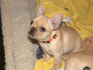 French Bulldog dogs French Bulldog Brindle - Ad 14