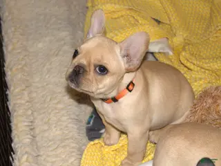 French Bulldog dogs French Bulldog Brindle - Ad 13