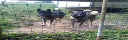 Norwegian Elkhound dogs for sale: Beauty  - Ad 3