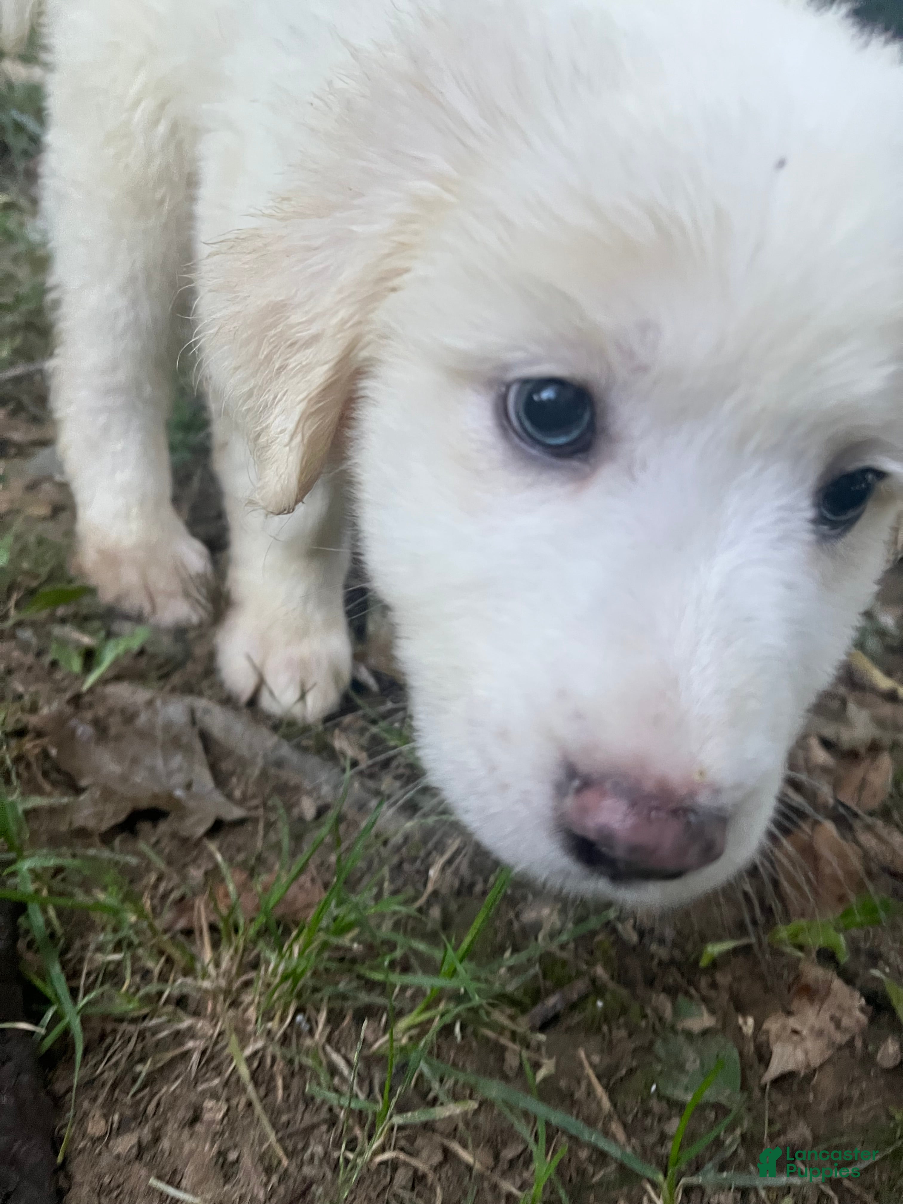 Great Pyrenees dogs Great Pyrenees pup - Ad 28