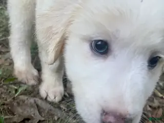 Great Pyrenees dogs Great Pyrenees pup - Ad 32