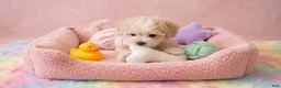 Maltipoo dogs for sale: CHANEL - Ad 5