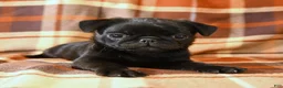 Pug dogs for sale: Buster - Ad 3