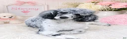 Sheepadoodle dogs for sale: Sheepadoodle 7 - Ad 6