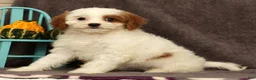 Cavapoo dogs for sale: Annabelle - Ad 5