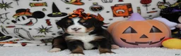 Bernese Mountain Dog dogs for sale: Lacy  - Ad 4