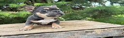 French Bulldog dogs for sale: Gulliver - Ad 3
