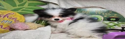 Pomeranian dogs for sale: Iryss the Princess [ 5 lb Party] - Ad 3