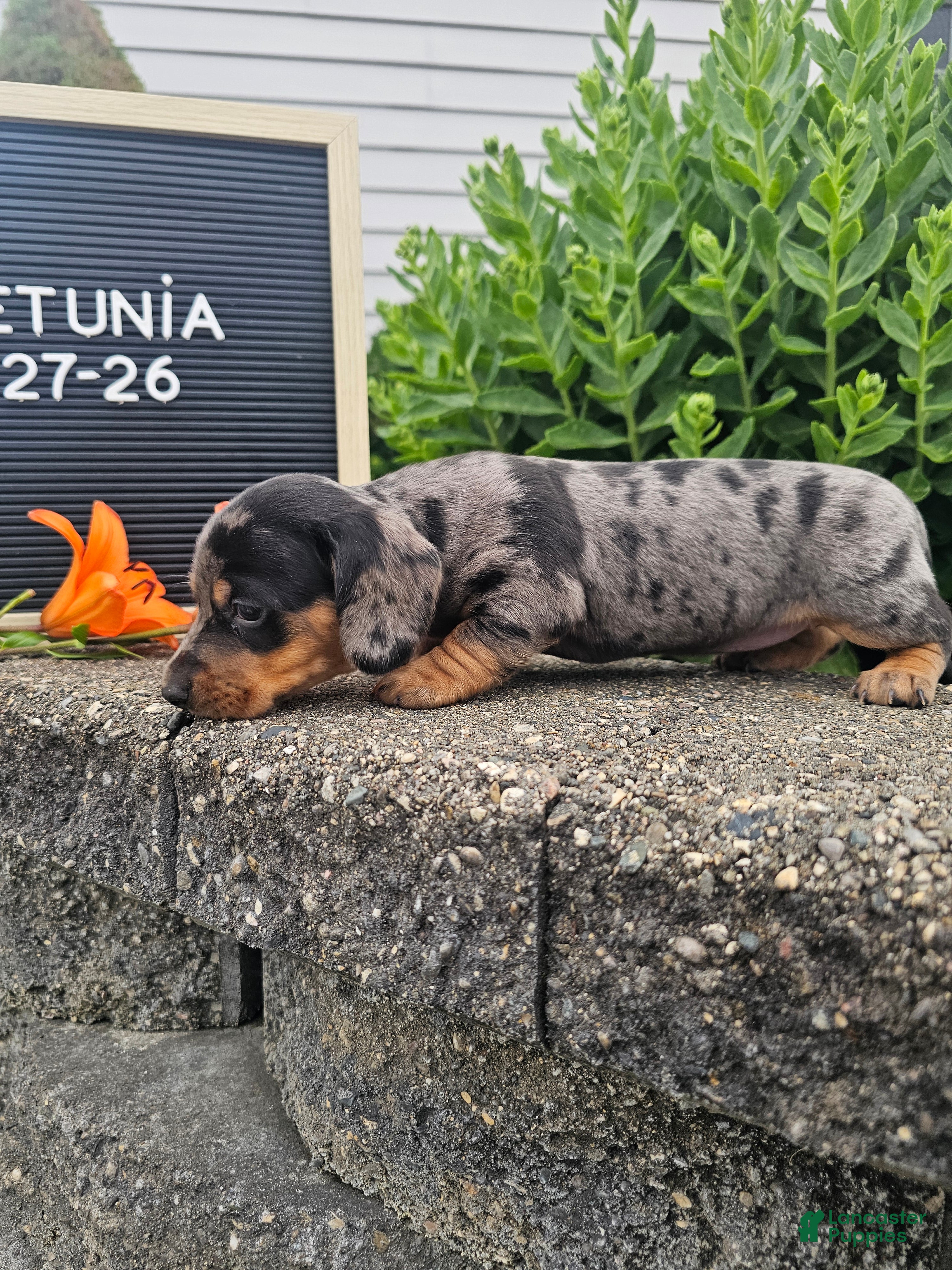 Miniature Dachshund dogs Petunia - Ad 2