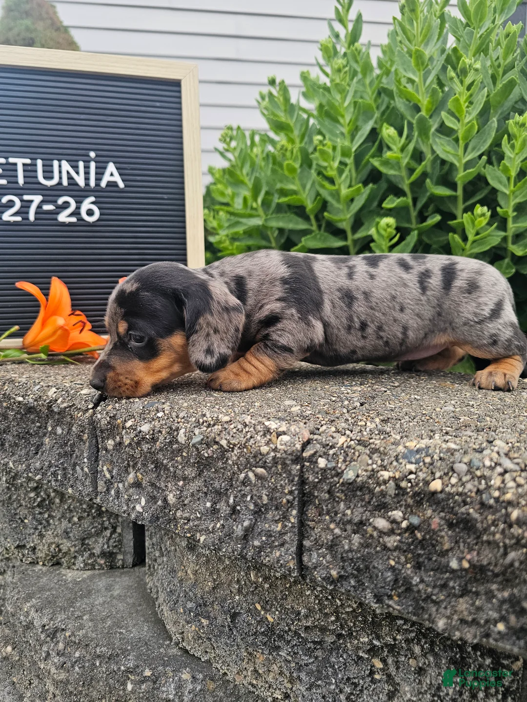 Miniature Dachshund dogs for sale: Petunia - Ad 2