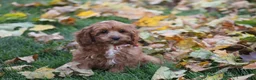 Cavapoo dogs for sale: Benni - Ad 7